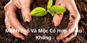 Mệnh Thổ Và Mộc Có Hợp Nhau Không? Giải Mã Quan Hệ Ngũ Hành